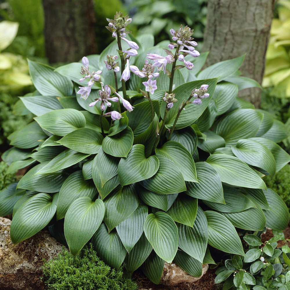 Hosta devon green - le pot / ø 9cm