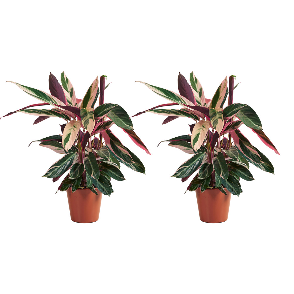 Lot de 2 calathea ‘triostar’ - plante paon - 40-60 cm - pot 19 cm