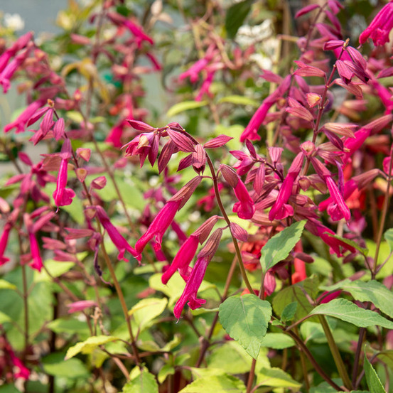 Sauge wendys wish - le pot / ø 9cm