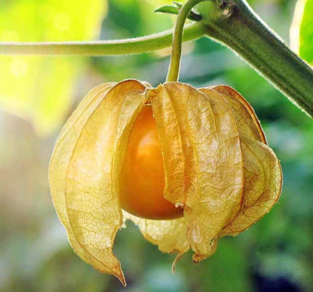 Physalis peruviana (coqueret du pérou, groseille du cap) pot de 2 litres - 30/50 cm