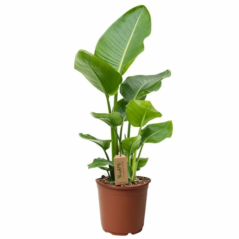 Plant in a box - strelitzia nicolai - plante verte interieur vivante -  plante oiseau du paradis - pot 17cm - hauteur 55-70cm