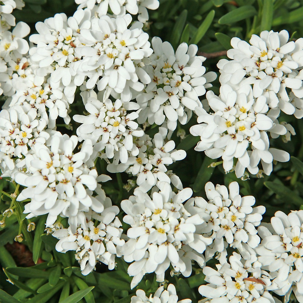 Corbeille d'argent - le pot / 8cm
