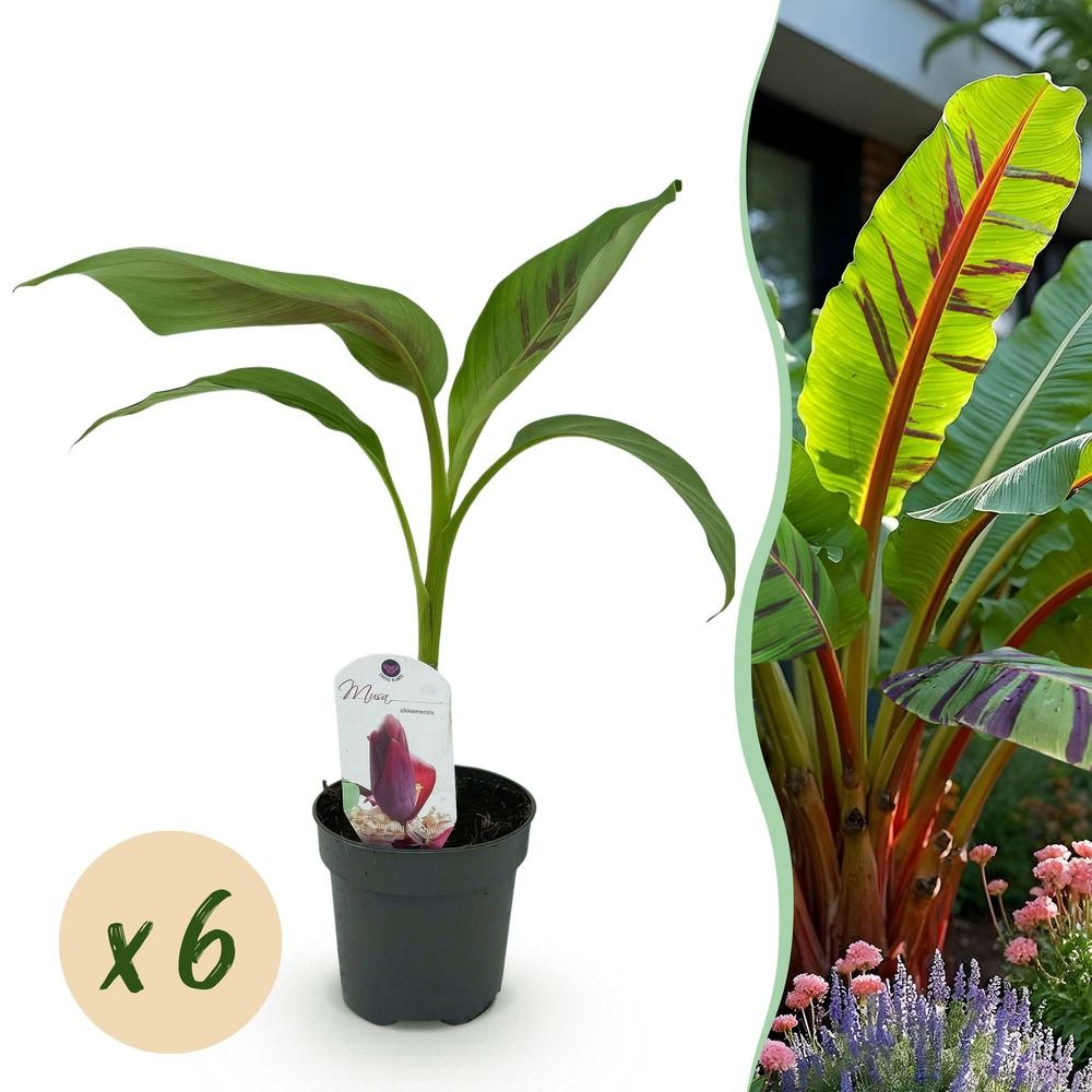 Bananier 'red tiger' - lot de 6 - pot 12 cm - hauteur 30 cm