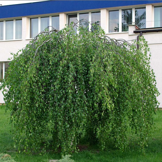Bouleau commun 'youngii' pot de 7,5l/10l