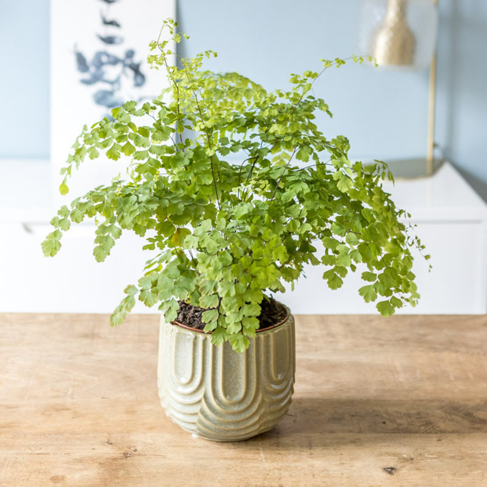 Fougère adiantum - plante d'intérieur- d12 h35-40