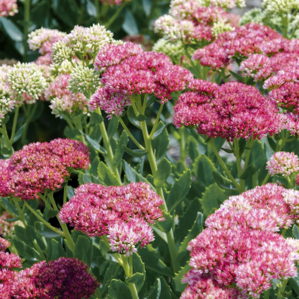 Orpin brillant, sedum lot de 9 godets