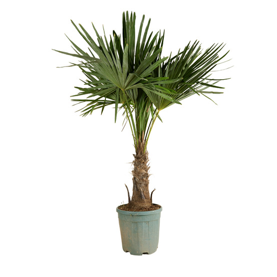 Trachycarpus fortunei - palmier éventail chinois - palmier rustique - h. 140-170 cm - p. 30 cm