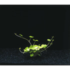 Plante aquatique : Hydrocotyle Leucocephala en pot