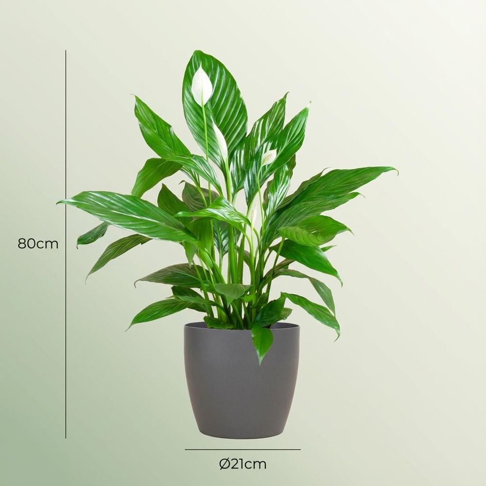 Spathiphyllum