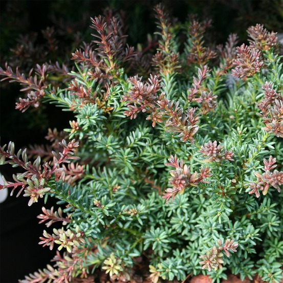 Podocarpus lawrencii 'red tip' pot de 2l/3l