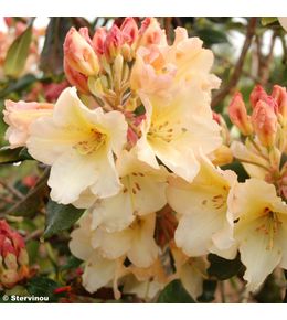 Rhododendron 'horizon monarch' pot de 7,5l/10l