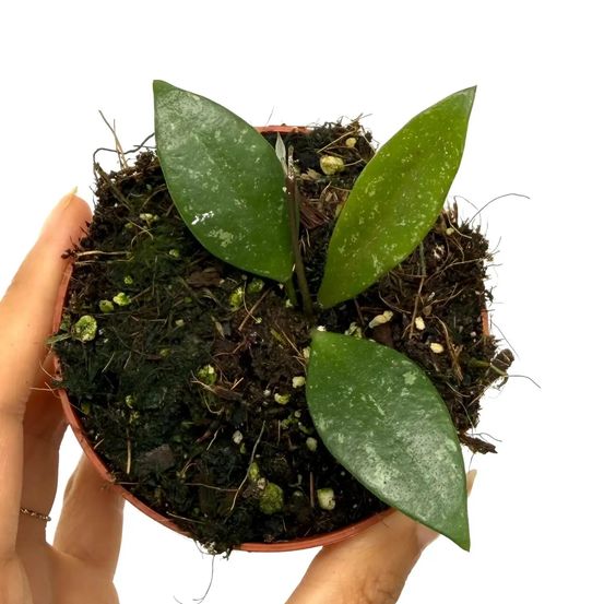 Hoya sp cianjur - pot de 8cm - plantes d'intérieur