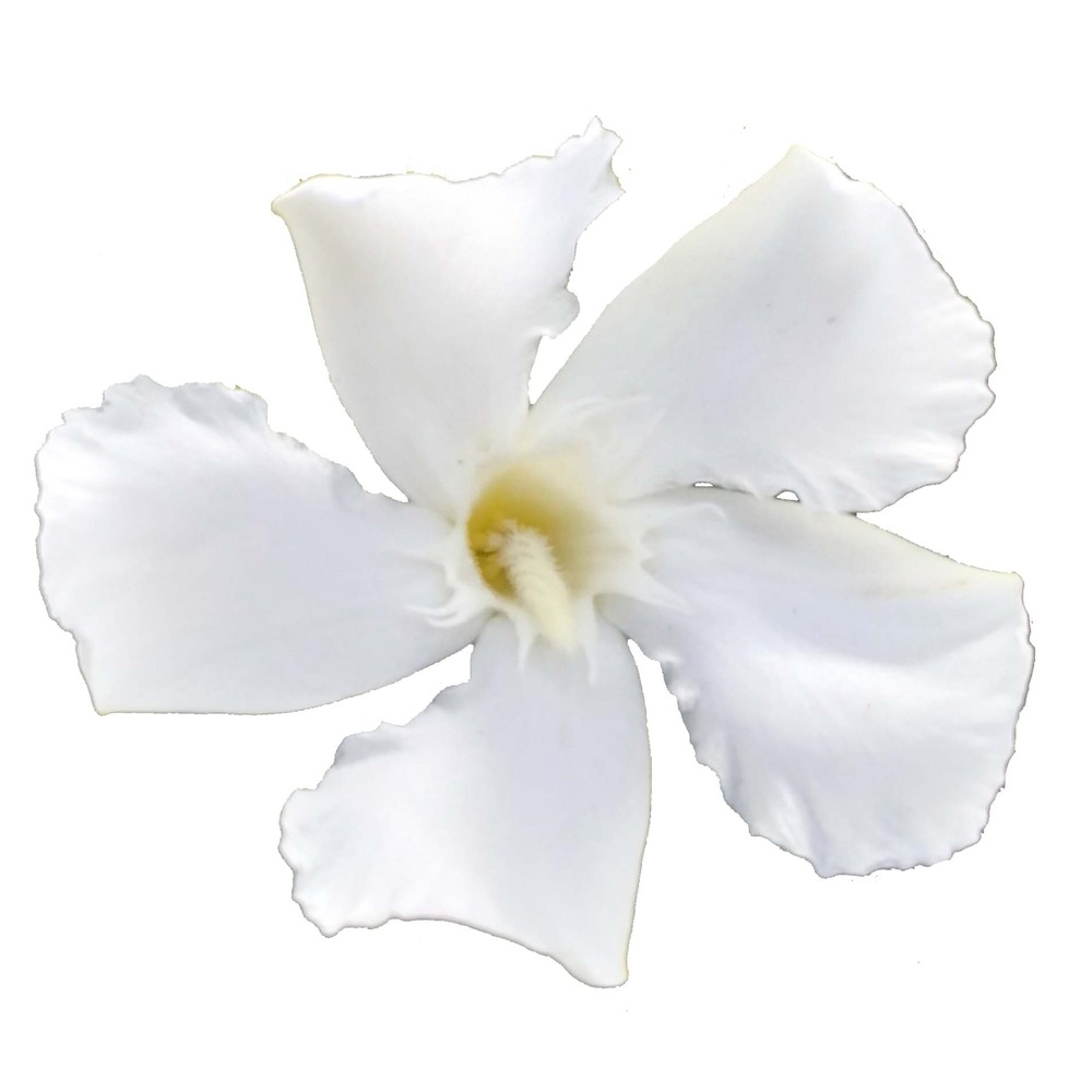 Laurier rose 'soeur agnes' pot de 3l/4l, buisson, touffe