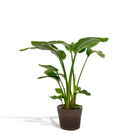 Plante d'intérieur - strelitzia nicolai 80.0cm