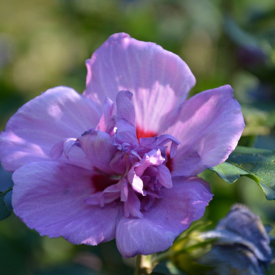 Hibiscus ultramarine® 'minultra', althéa pot de 4l - 40/60 cm