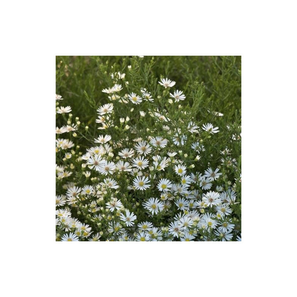 Aster d'automne monte cassino lot de 9 godets