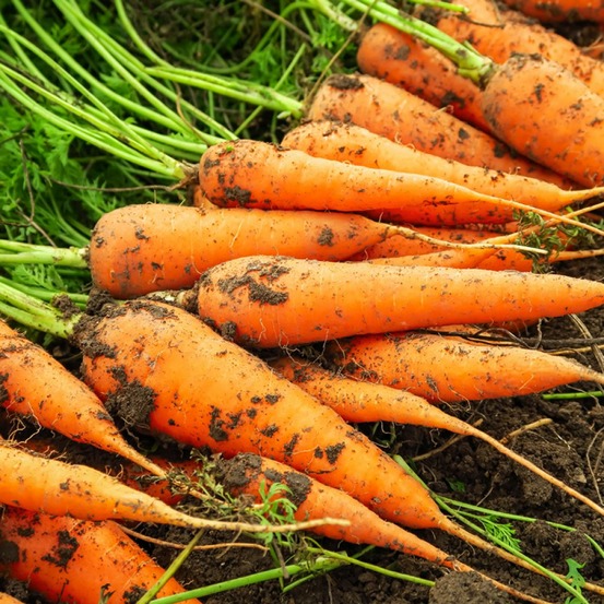 Carotte 'sénior' le sachet de 750 graines environ (1g)