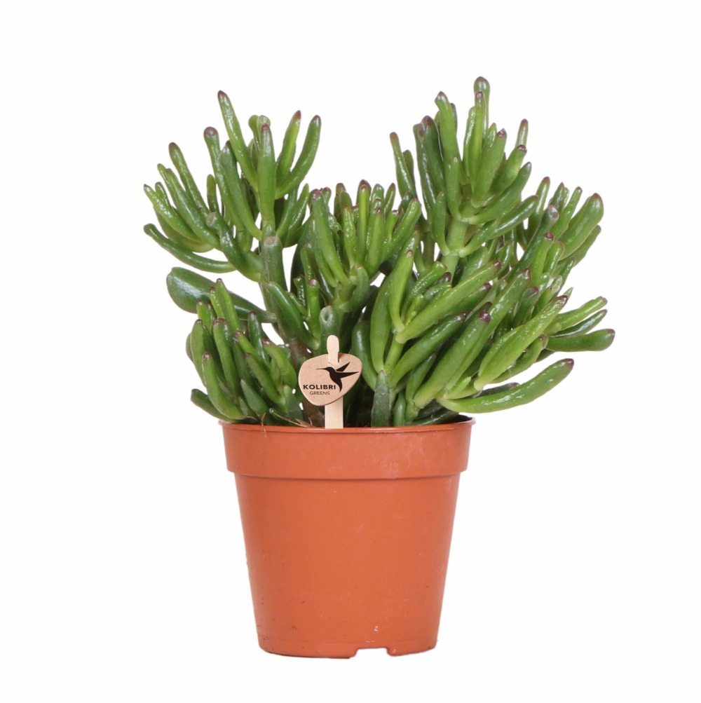 Crassula ovata hobbit - h25cm, ø12cm - plante d'intérieur