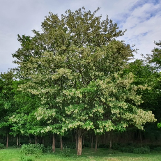 Robinier - faux-acacia - le pot / 2l / hauteur livrée 60-80cm, vendu par lot de 2