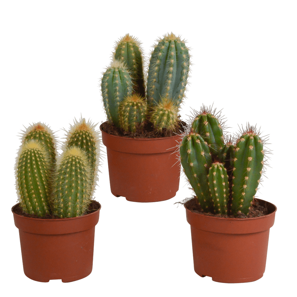 3x mélange de cactus cereus - sans pot - ø10,5cm - ↕23cm - plante d’intérieur