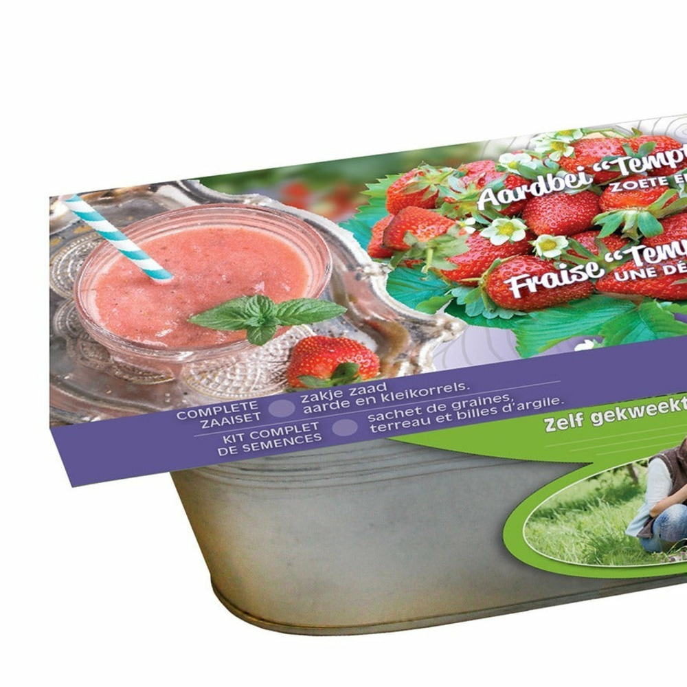 Graines de fraisiers temptation et jardinière zinc - le kit