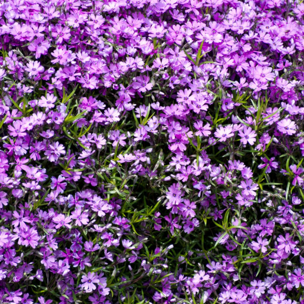 Campanule des murets - campanula poscharskyana stella - 5 cm godet de 9 cm - violet