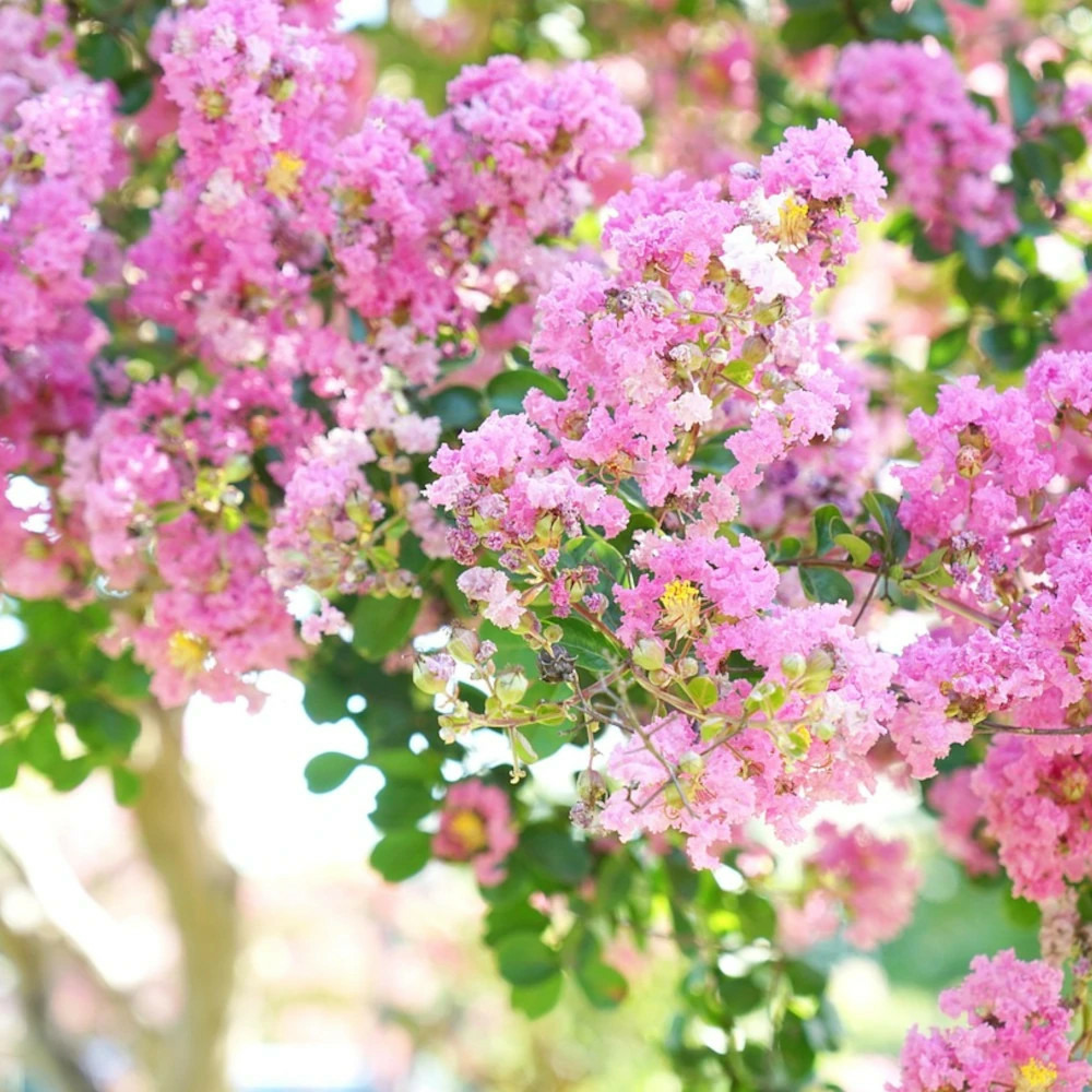Lilas des indes jacqueline desmartis, lagerstroemia pot de 3l - touffe
