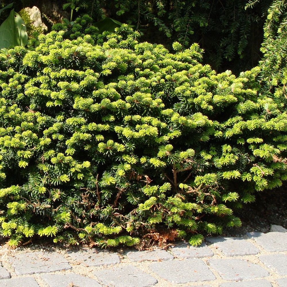 Sapin baumier nain 'nana' pot de 2l/3l