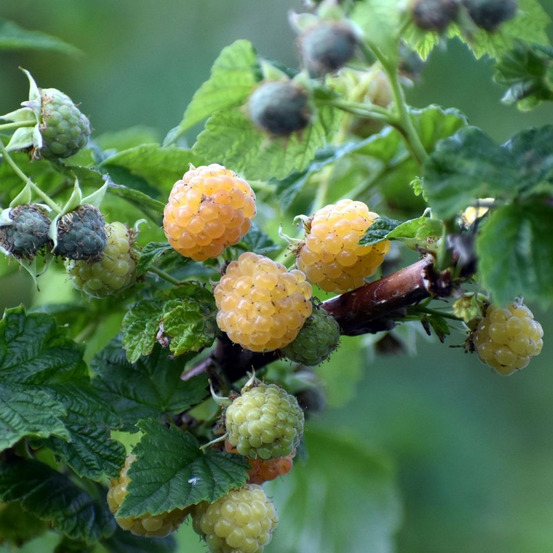 Framboisier promyk pot de 5l - 40/80 cm