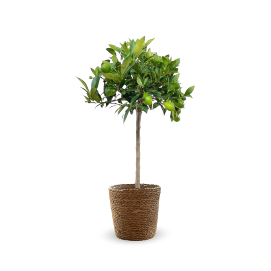 Clémentinier avec panier en jonc de mer - agrume méditerranéen - arbre fruitier - ↕ 75-85 cm - ⌀ 22 cm