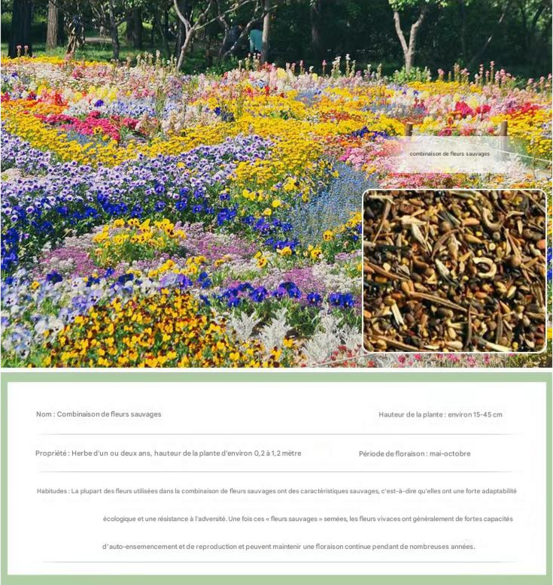 Dtopbuyage - graines de fleurs sauvages 200 capsules