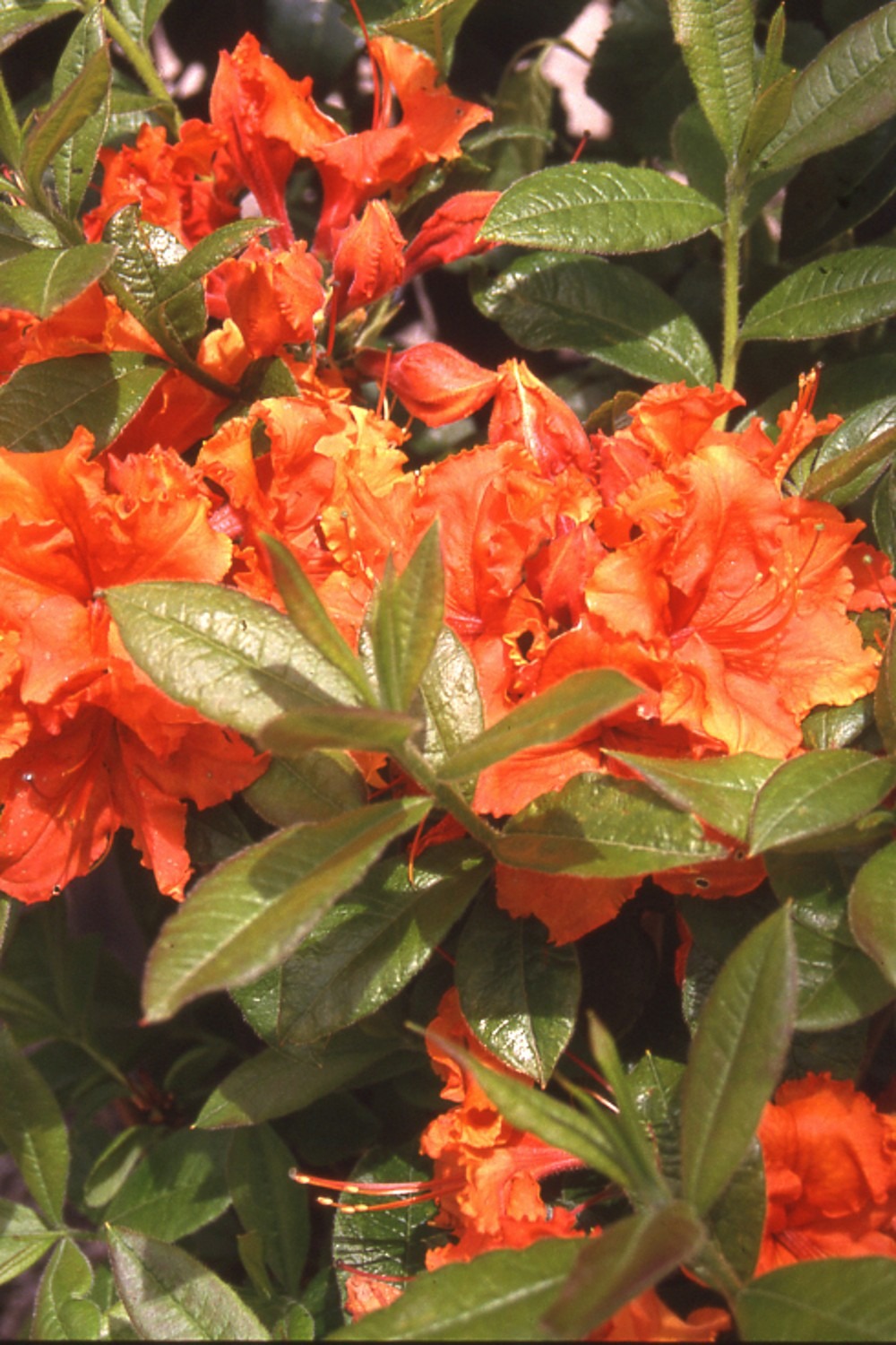 Azalée de chine 'gibraltar' - en pot de 4 litres