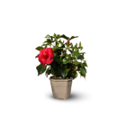 Hibiscus - plante fleurie - ↕ 45-55 cm - ⌀ 17 cm - plante d'intérieur & extérieur - fleur rouge