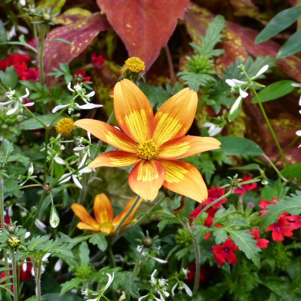 Bidens 'campfire funny honey' mini-motte ø 1,5/2,5 cm, plant vert de 5 à 10 cm de haut (par 5)