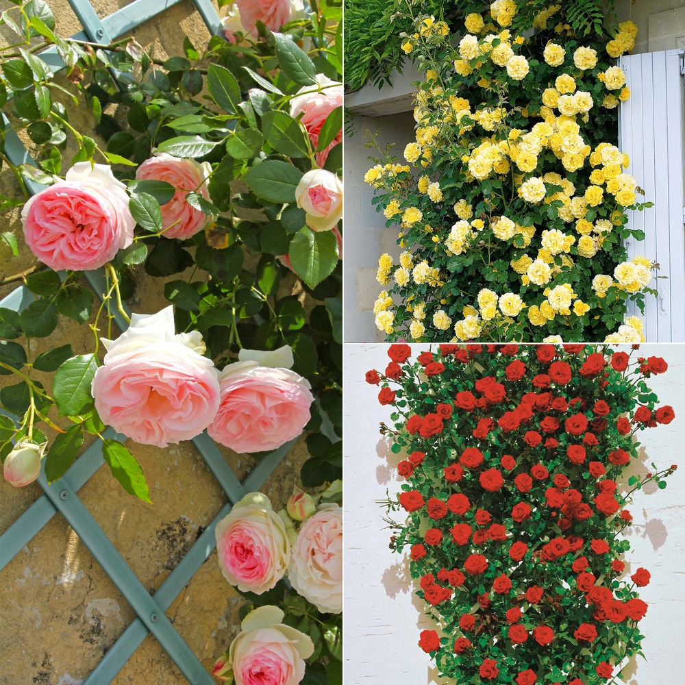 Collection de 3 rosiers grimpants : ronsard, golden gate, santana - le paquet de 3 racines nues / 3 branches, vendu par lot de 2