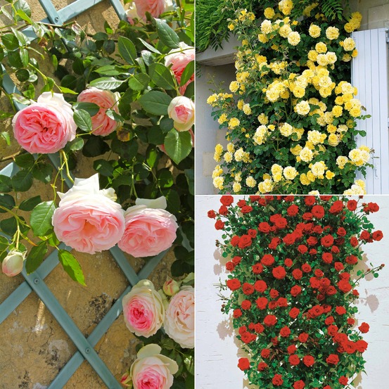 Collection de 3 rosiers grimpants : ronsard, golden gate, santana - le paquet de 3 racines nues / 3 branches, vendu par lot de 2