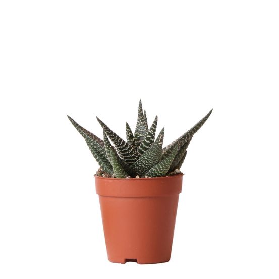 Haworthia royal highness h15cm