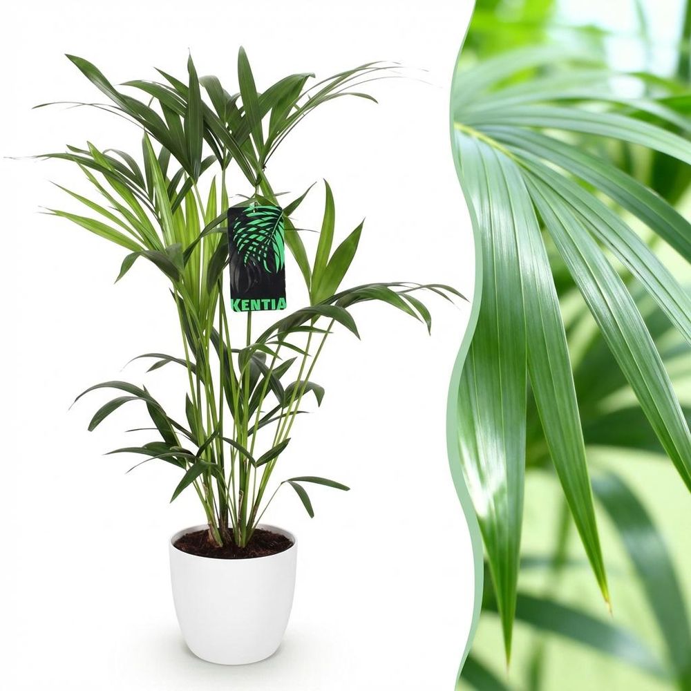 Howea forsteriana - kentia palm - pot de 19cm - plantes d'intérieur