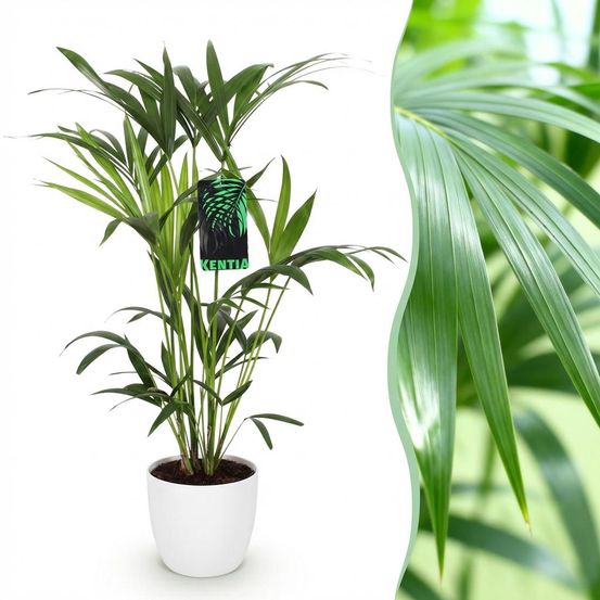 Howea forsteriana - kentia palm - pot de 19cm - plantes d'intérieur