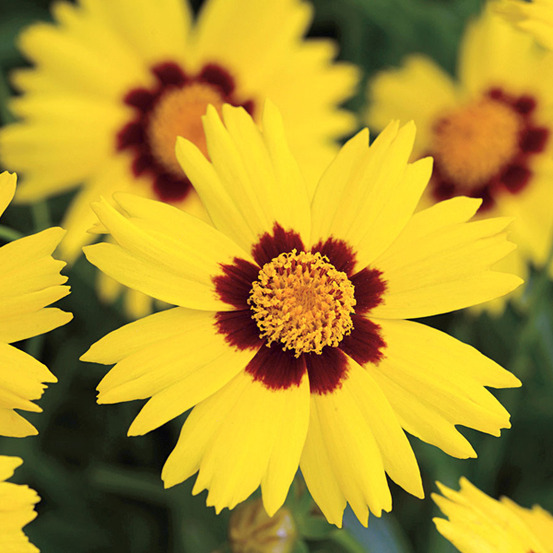 6 x œil de jeune fille 'sterntaler' - coreopsis lanceolata 'sterntaler' - godet 9cm x 9cm