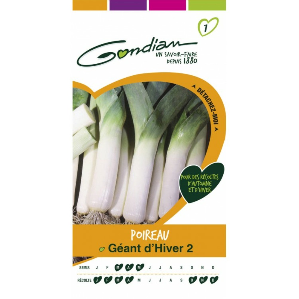 Poireau géant d'hiver 2