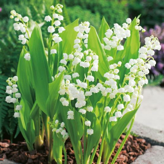 Muguet - 10 rhizomes