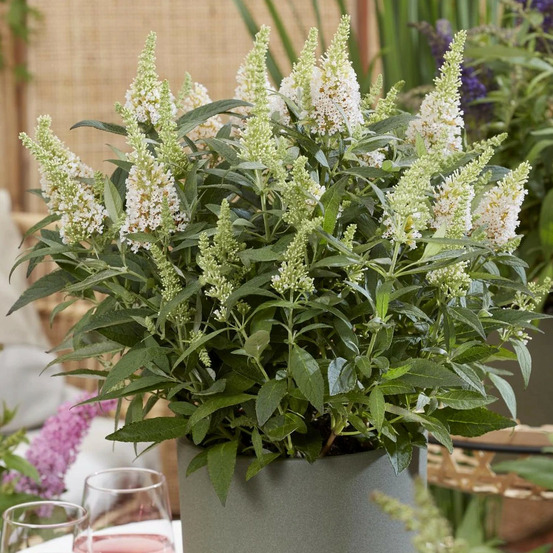 Arbre aux papillons butterfly candy® little white 'botex003', buddleia pot de 4l - 20/40 cm