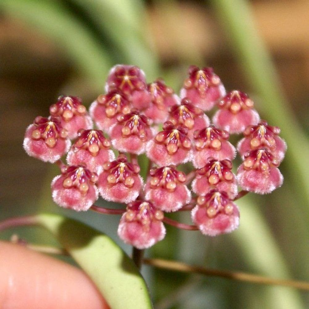 Hoya wayetii variegata - pot de 12cm