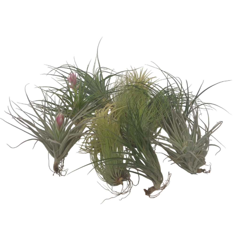 Plante aérienne - set de 12 - tillandsia - hauteur 5-15cm - ⌀5cm