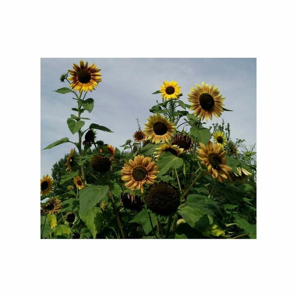Soleil tournesol multiflore beauté d'automne