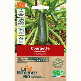 Zucchine rampicanti: caratteristiche e coltivazione - Idee Green Zucchine rampicanti: caratteristiche e coltivazione - Idee Green