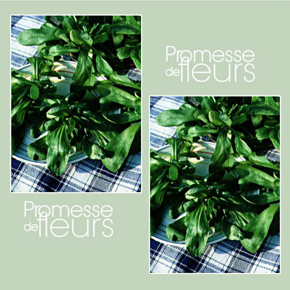 Mâche 'ronde maraîchère' le sachet de 3000 graines environ (4g)