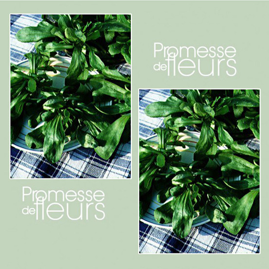 Mâche 'ronde maraîchère' le sachet de 3000 graines environ (4g)