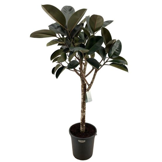 Ficus elastica burgundy - h170-200 cm - ø40 cm